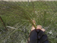 Stipa lagascae
