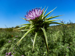 Silybum marianum