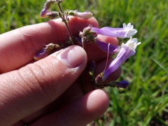 Penstemon hirsutus