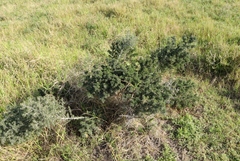Asparagus mariae