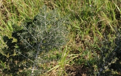 Asparagus mariae