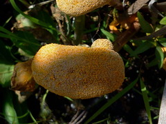 Puccinia minutissima