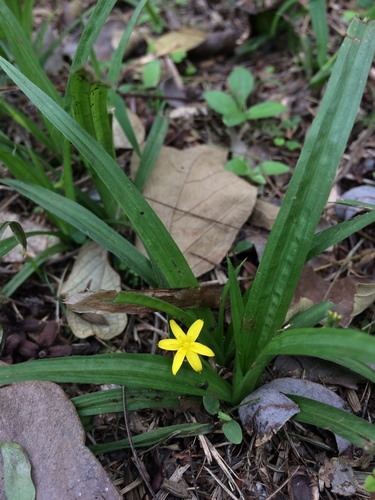 Coquí (Hypoxis decumbens)
