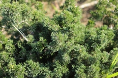 Asparagus mariae