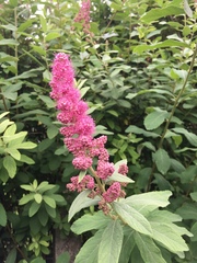 Spiraea salicifolia