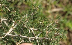 Asparagus mariae