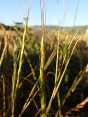 Aegilops cylindrica