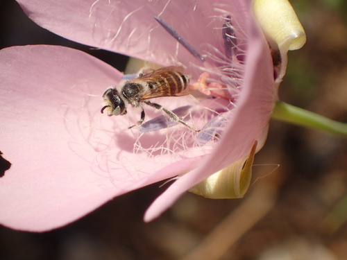 Clarkia Evening Bee photo 4