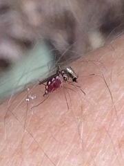 Aedes scapularis