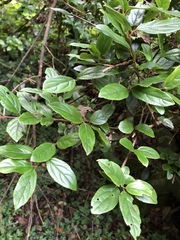 Viburnum suspensum