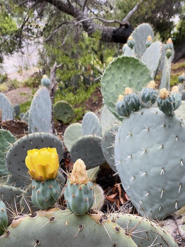 nopal tapón