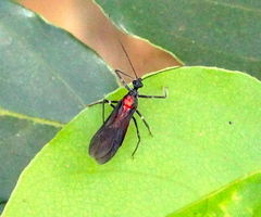 Graptocleptes