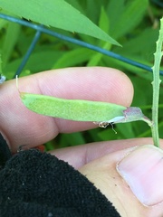 Lathyrus venosus