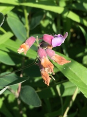 Lathyrus venosus