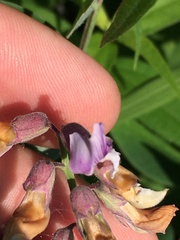 Lathyrus venosus