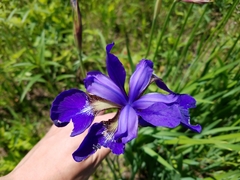 Iris sanguinea