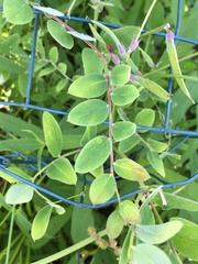 Lathyrus venosus