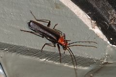 Podabrus conspiratus