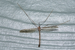 Tricyphona