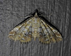 Elophila icciusalis