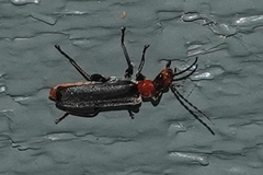 Podabrus conspiratus