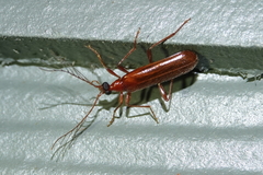 Dendroides ephemeroides