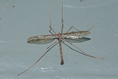 Tricyphona