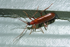 Dendroides ephemeroides