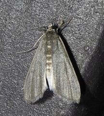 Parapoynx maculalis