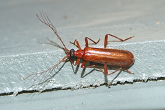 Dendroides ephemeroides