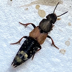 Platydracus chalcocephalus