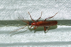 Dendroides ephemeroides