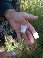 Calochortus simulans