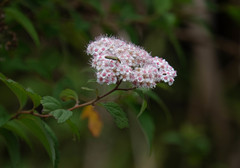 Spiraea formosana