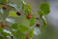 Rubus taitoensis