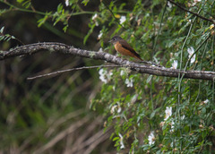 Muscicapa ferruginea