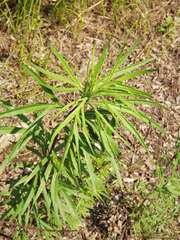 Artemisia selengensis