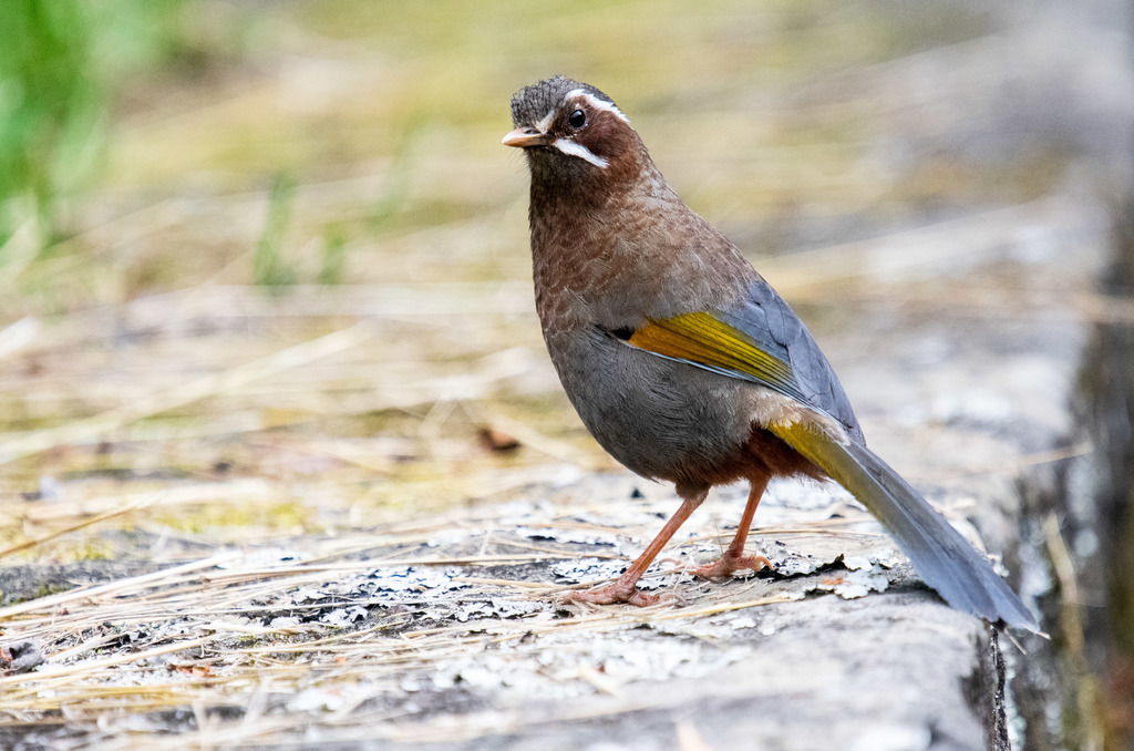 Trochalopteron Laughingthrushes