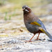 Trochalopteron Laughingthrushes - Photo (c) Liu JimFood, some rights reserved (CC BY-NC), uploaded by Liu JimFood