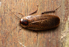 Rhabdoblatta punkiko