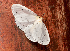 Naxa textilis