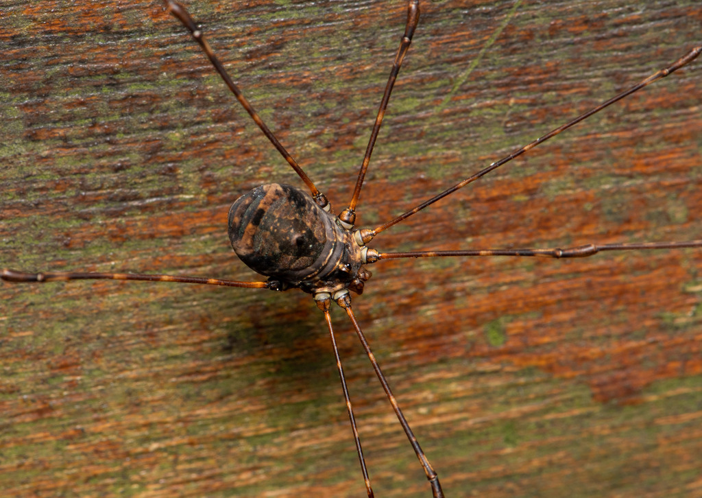 Pseudogagrella arishana