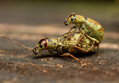 Cyphicerini