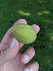 Juglans nigra