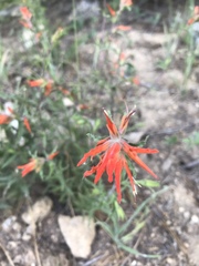 Castilleja disticha