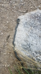 Diadophis punctatus regalis