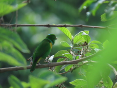 Chlorophonia occipitalis