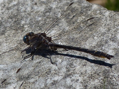 Phanogomphus lividus