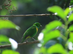Chlorophonia occipitalis