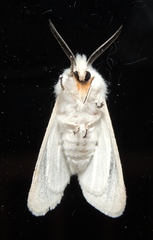 Spilosoma congrua